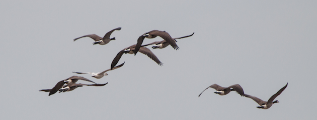Snow Goose Flying with Canada Geese
