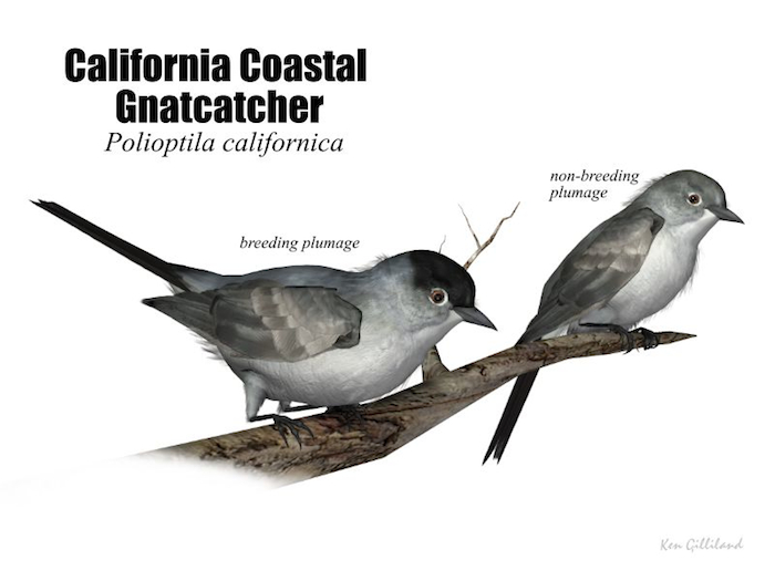 California Coastal Gnatcatcher