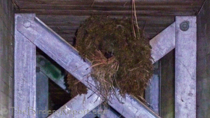 American Dipper Nest