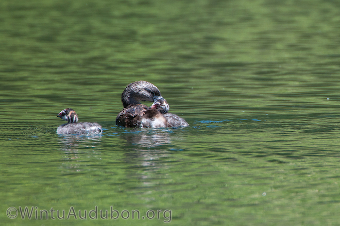 Pied-billed Grebe with Chicks