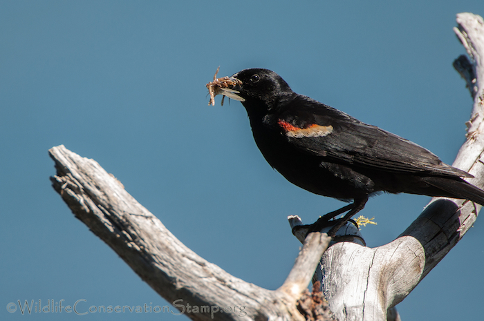 Red-winged Blackbird Male