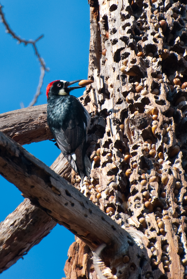 Acorn Woodpecker Granary