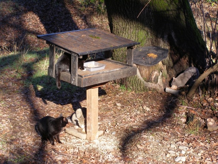 Feral Cat Feeding Station
