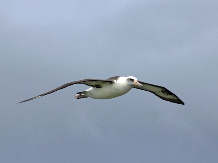 Laysan Albatross Photo By Peter Massas