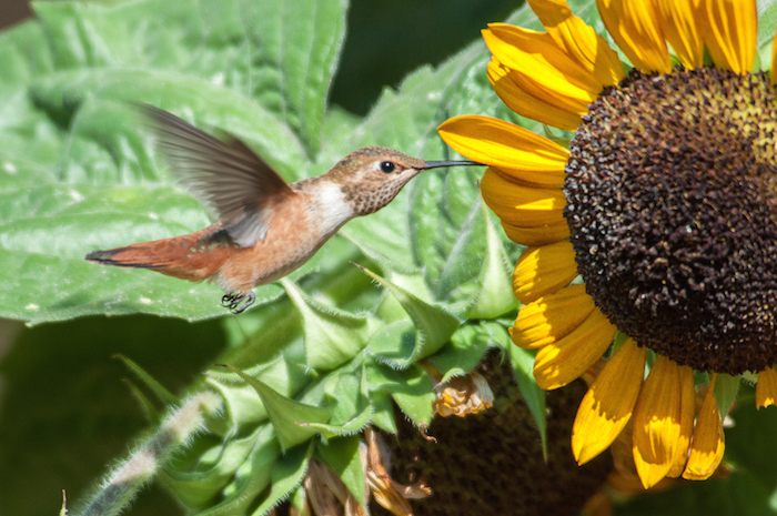 Rufus Hummingbird at Sunflower