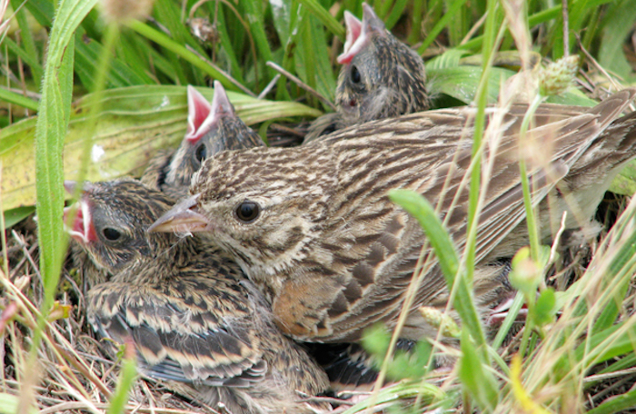 Conservation Group Seeks Protection Of Rare Western Sparrow