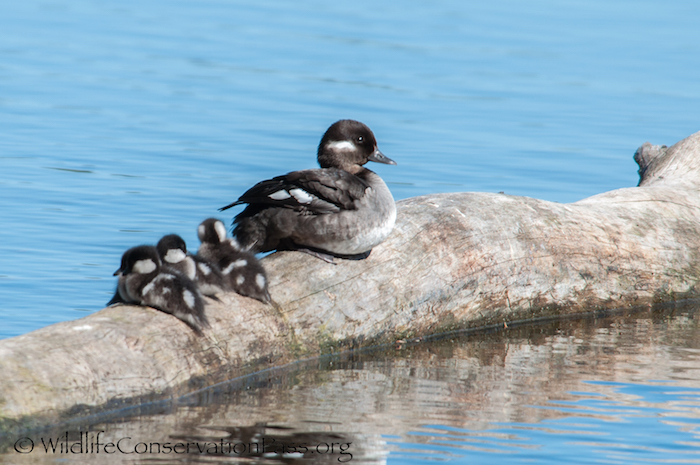 Bufflehead Female with Young