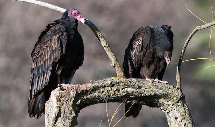 Turkey Vulture Adult and Juvenile