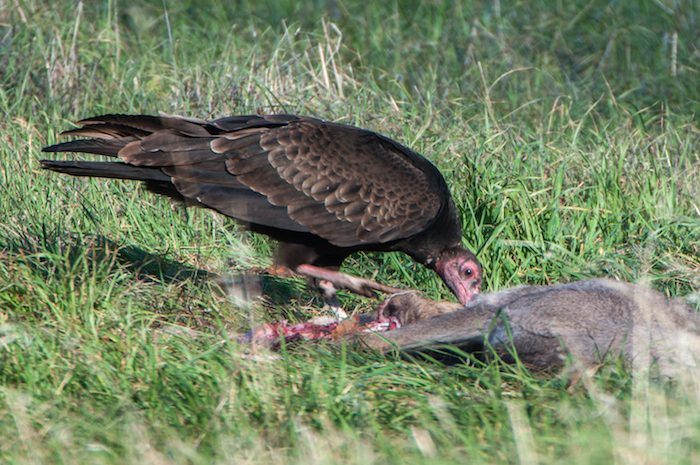 Turkey Vulture Juvenile