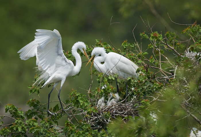 Great Egrets Nesting By Larry Goodwin