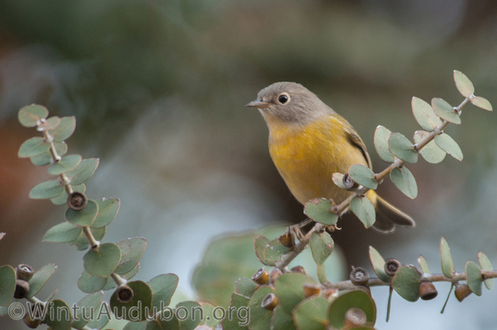 Nashville Warbler