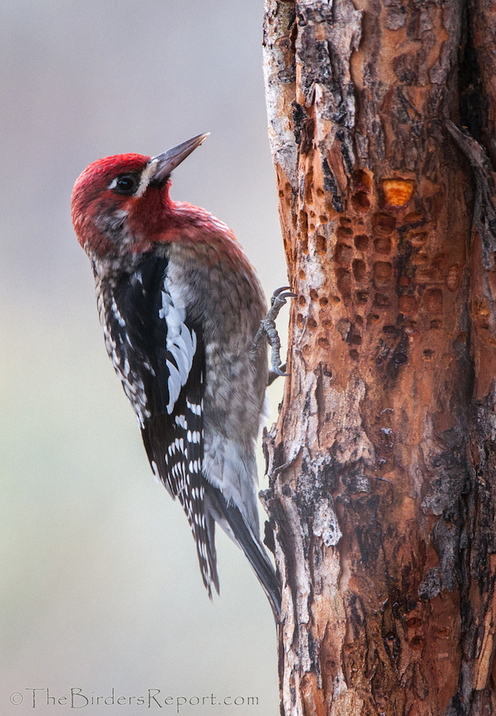 Red-breasted Sapsucker