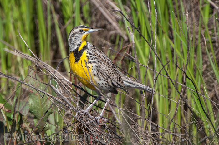 Western Meadowlark