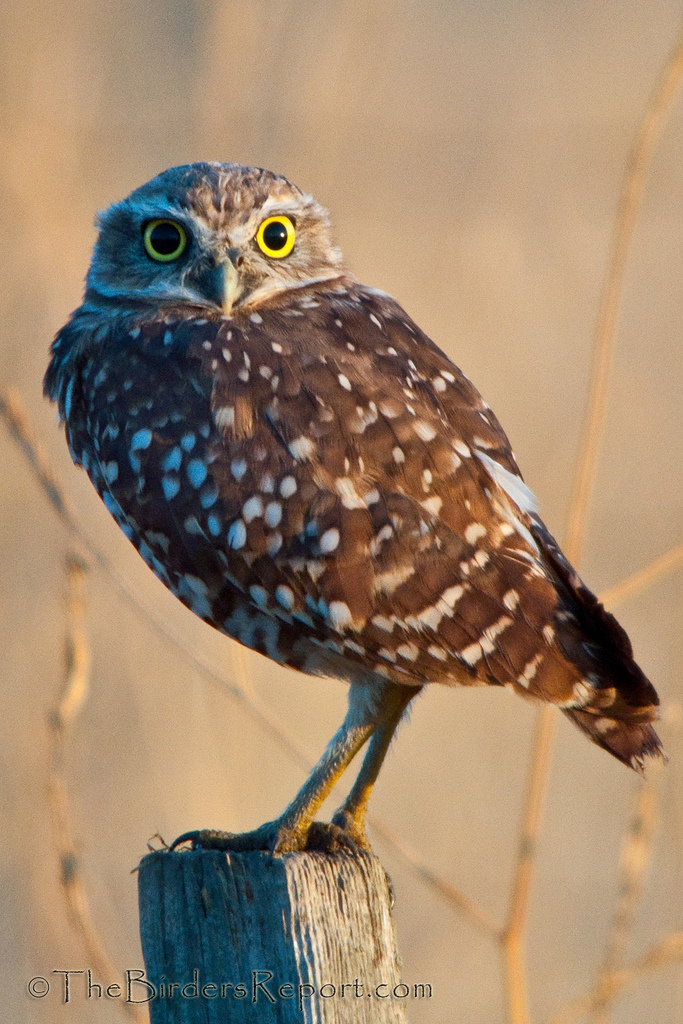 Burrowing Owl