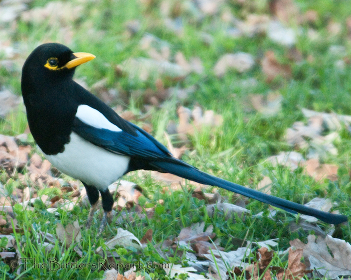 Yellow-billed Magpie