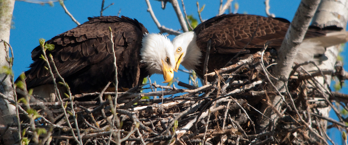 Badges Bears And Eagles The True Life Adventures Of A