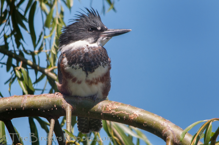 Belted Kingfisher Female