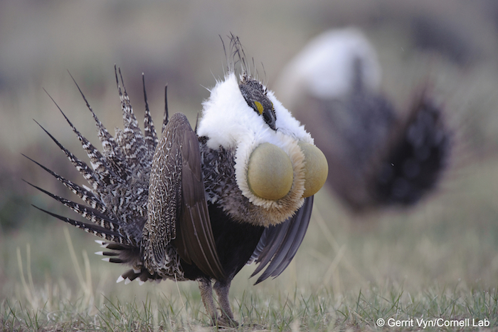 Greater Sage-grouse