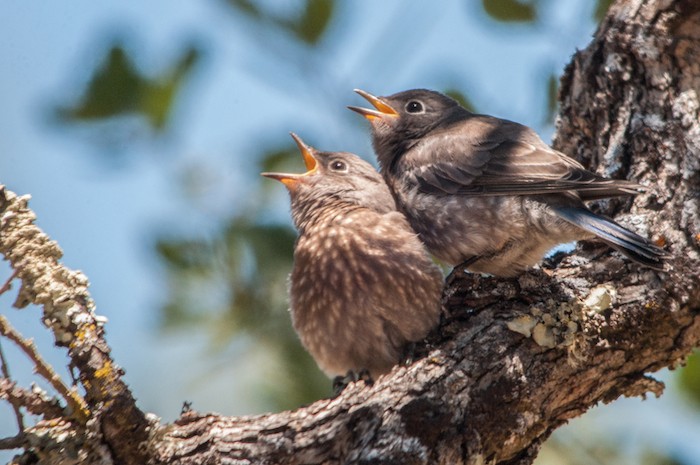 Western Bluebirds