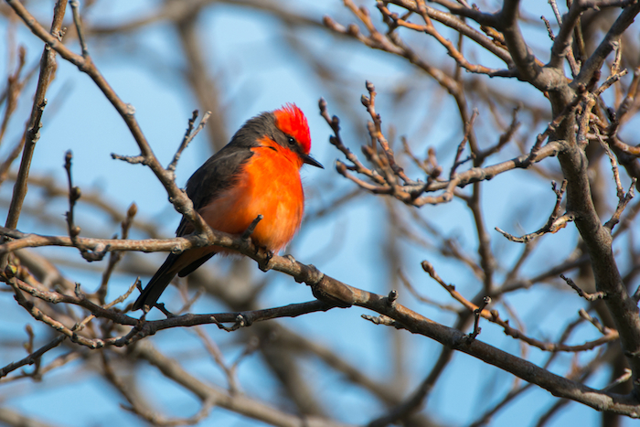 Vermillion Flycatcher