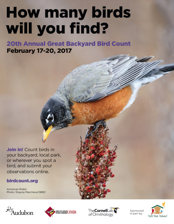 2017 Great Backyard Bird Count Wintu Audubon Society