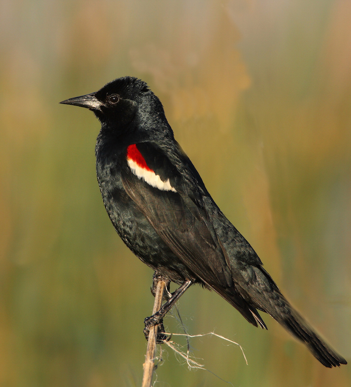 Tricolored Blackbird by David Bogener