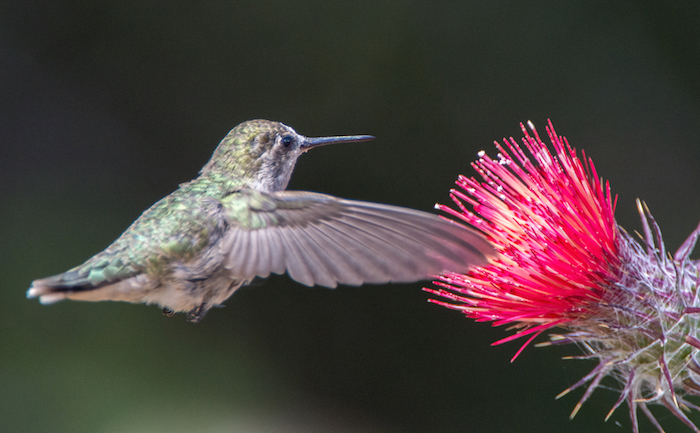 Anna's Hummingbird on Thistle