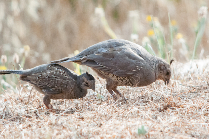 California Quail Female with Chick