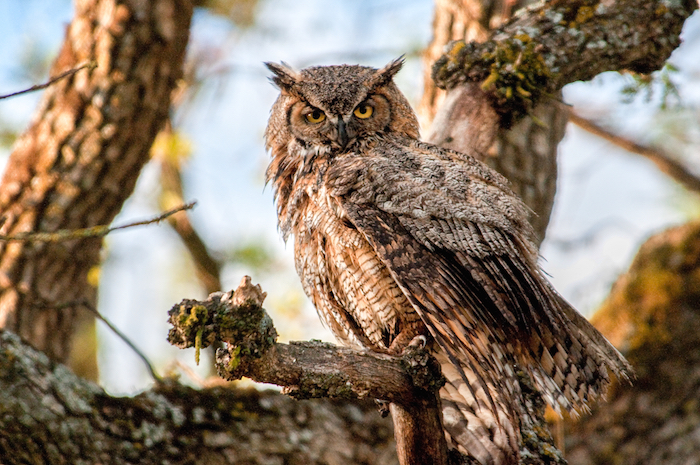 Great Horned Owl