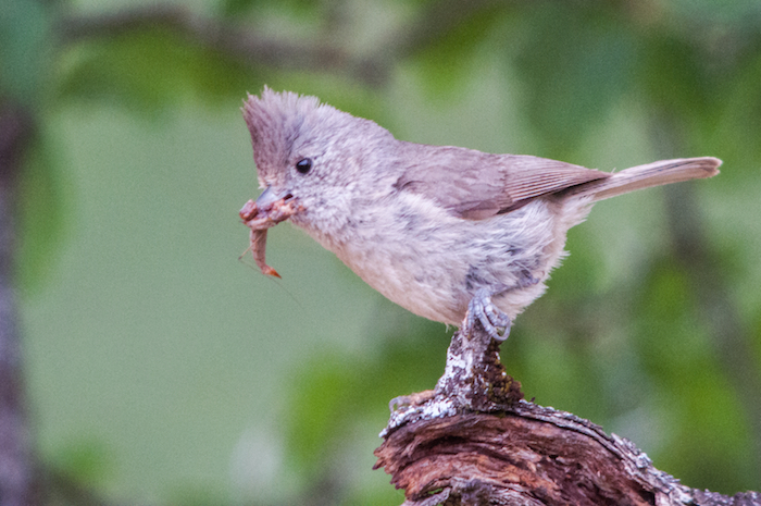 Oak Titmouse with Insect