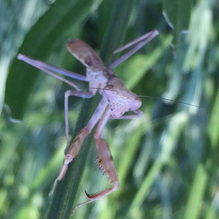 Praying Mantis