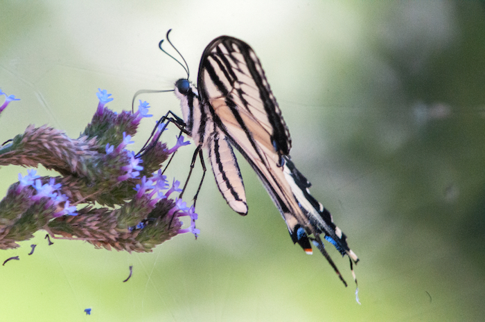 Swallowtail On Western Vervain