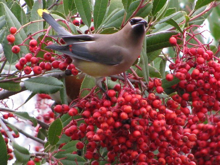 Cedar Waxwing