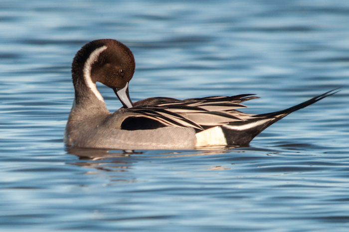 Northern Pintail Drake