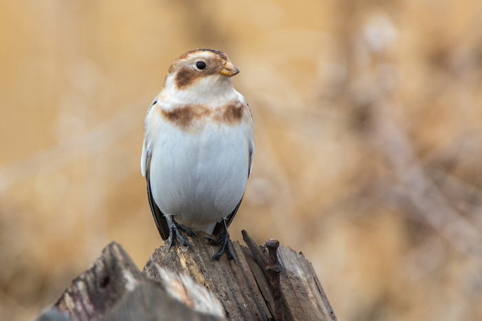 Snow Bunting Perched