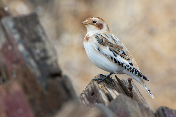 Snow Bunting in Shasta County