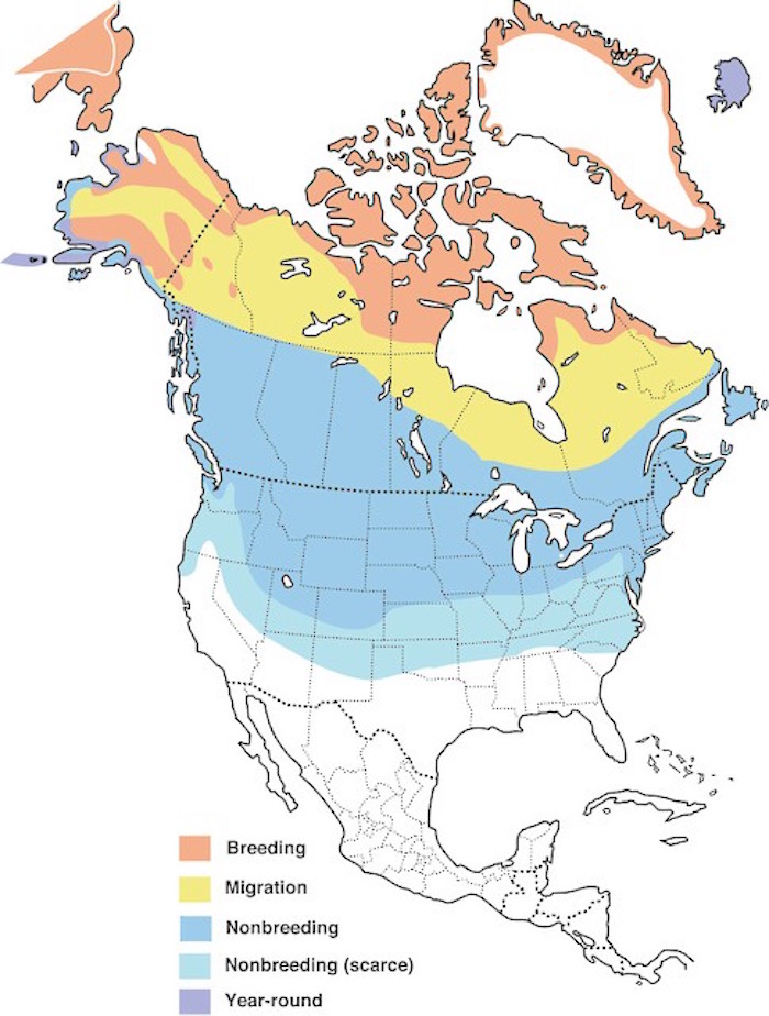 Snow Bunting Range Map