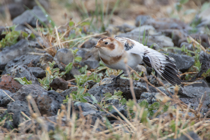 Snow Bunting Stretch