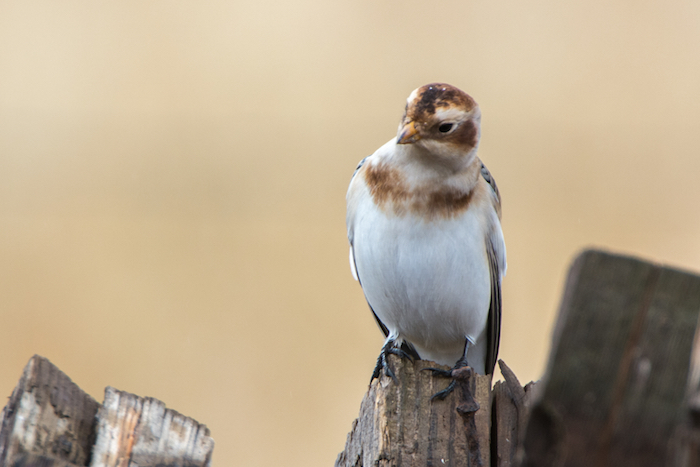 Snow Bunting Perched