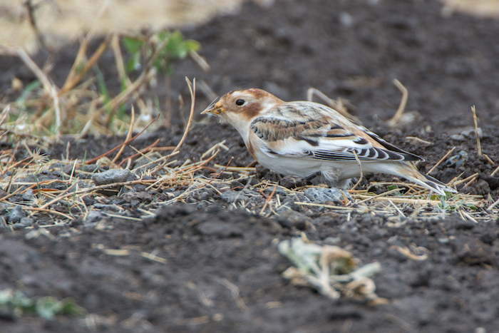 Snow Bunting with Seed