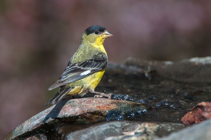 Lesser Goldfinch Male