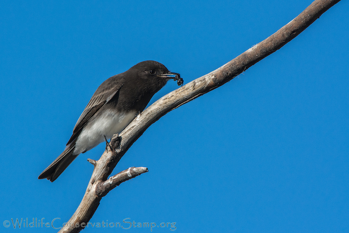 Black Phoebe with Spider