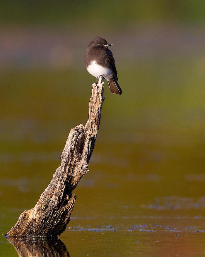 Black Phoebe