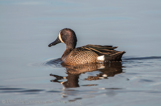 Blue-winged Teal Drake