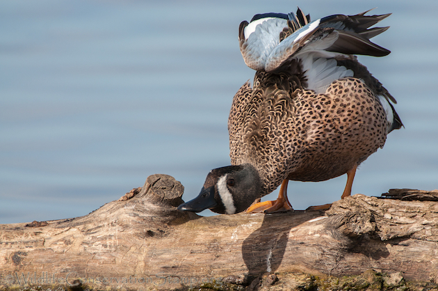 Blue-winged Teal Drake