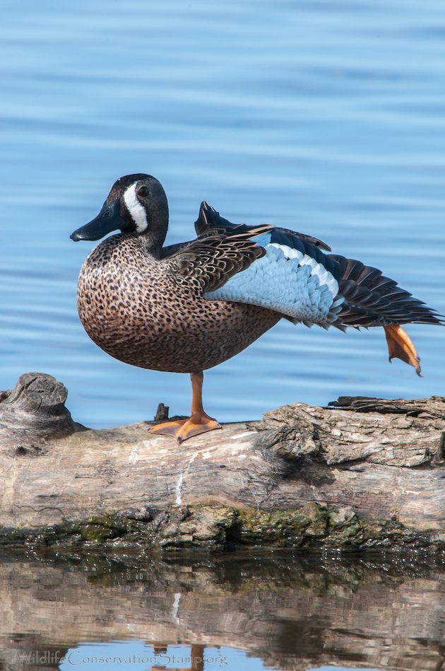 Blue-winged Teal Drake