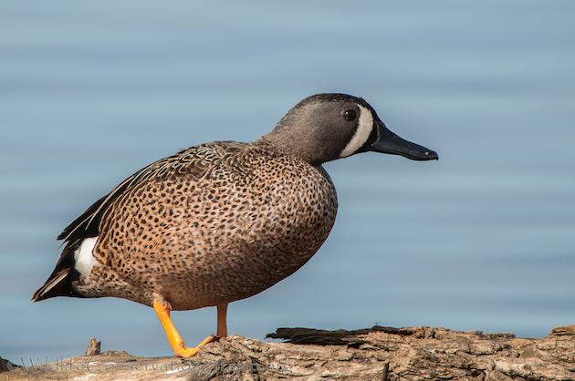 Blue-winged Teal Drake