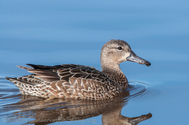 Blue-Winged Teal Female