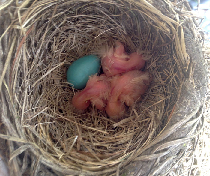 Bird Eggs American Robin Nestlings