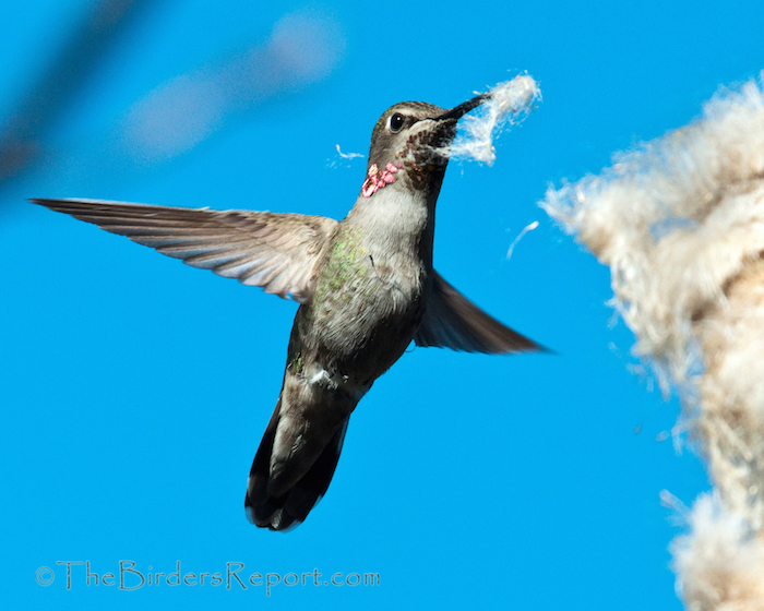 Anna's Hummingbird Female